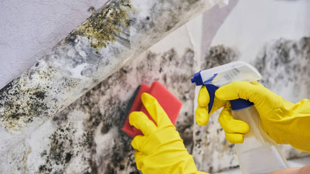 Best Mold Odor Removal Services  in Munster, IN